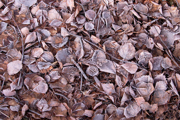 Frosty leafs on forest floor
