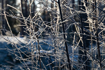 Frozen branches of a birch tree