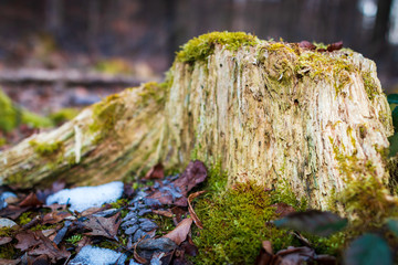 Tree stump closeup