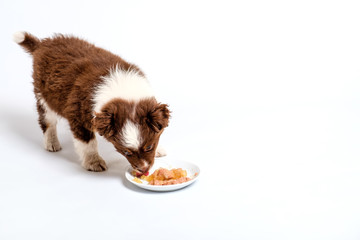 Hungry red fluffy puppy with curly ears eat dog food