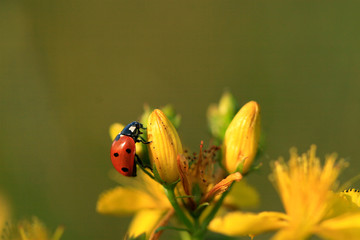 ladybug on flower