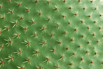 Tuinposter Close-up van stekels op cactus, achtergrondcactus met stekels © kelifamily