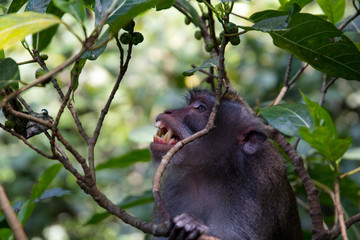 Monkey showing its teeth