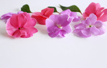 Impatiens flower heads set macro shot isolated on a white background. Space for text .