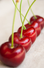 Close-up of five ripe and red lined cherries with petioles