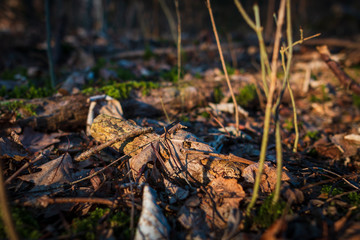 Dead autumn trees