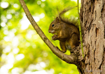 Obraz premium Esquilo perto