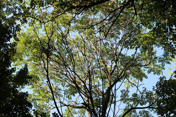 Black locust robinia pseudoacacia tree crown green leaves