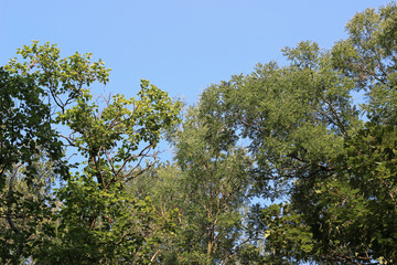 Obraz premium Various lime black locust trees crown green leaves