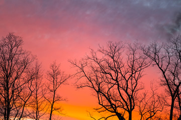 Sunset With Trees #2
