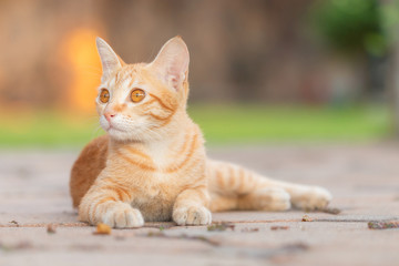 Close-up of Orange tabby cat sitting and looking for something with the home garden background.