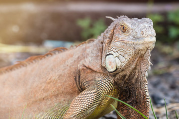 Close-up portrait of a iguana (Iguana iguana) looking at camera.