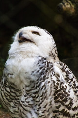 Yawning snow owl