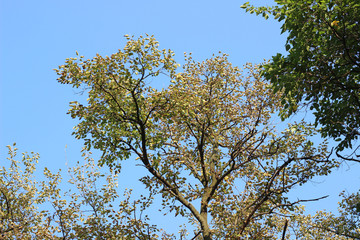 Old lime tilia tree crown yellow leaves 
