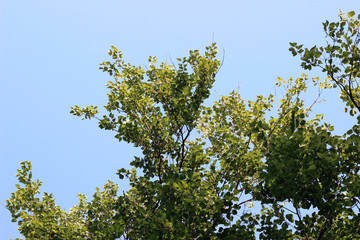 Old lime tilia tree crown green leaves 