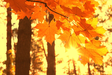 Sun rays in autumn park between autumn maple trees in good weather