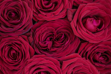 Amazing natural texture of red roses. Roses top view. Marsala roses background. Macro photo of red rose petals. Belarus, Minsk.