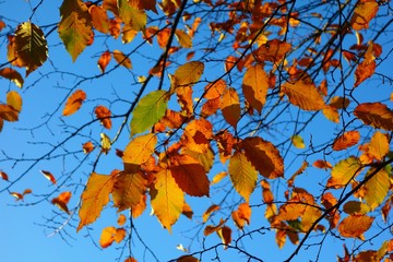 A close-up image of colourful Autumn leaves.
