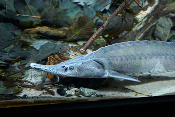 View of a sturgeon fish
