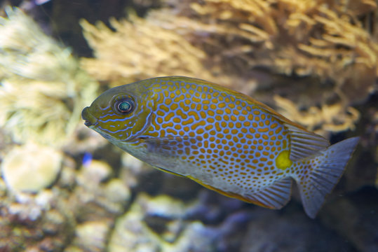 View of Yellow Spot rabbitfish