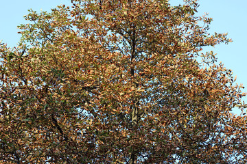 Chestnut castanea tree crown yellow gold autumn fall leaves sunlit tall overhead park forest woods...