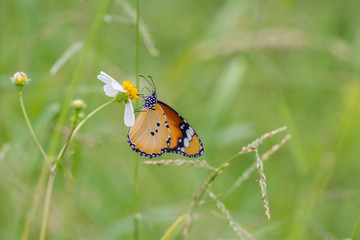 Plain Tiger butterfly sucking nectar from yellow flowers .