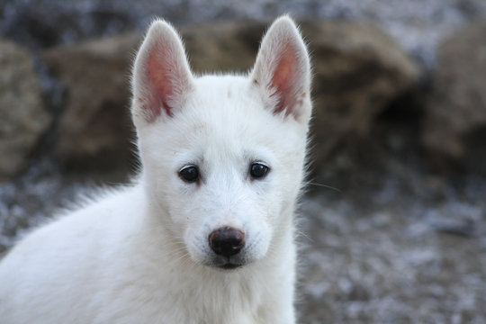 pure white siberian husky puppy