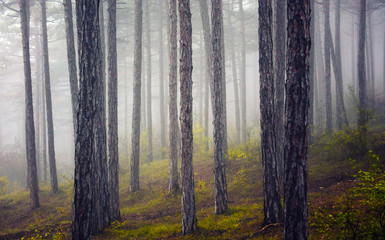 deep forest on misty morning 