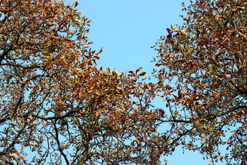 Chestnut castanea tree crown yellow gold autumn fall leaves sunlit tall overhead park forest woods...