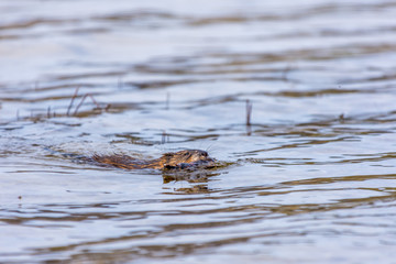 Muskrat (Ondatra zibethicus) swimming carrying a stick in Grand Traverse Bay, Michigan, USA.