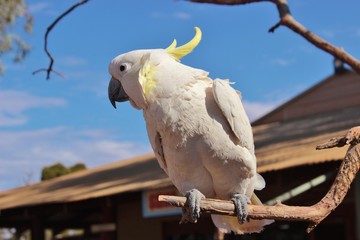 perroquet blanc dans le bush Australie