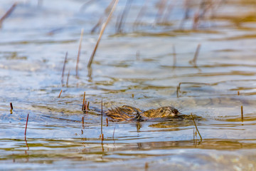 Muskrat (Ondatra zibethicus) swimming carrying a stick in Grand Traverse Bay, Michigan, USA.