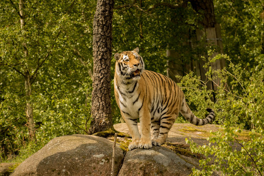 amurtiger