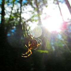 Spider (Araneus diadematus) and spider-web at green garden with bright back lit. Beautiful view of common cross orb-weaving spider (Araneidae) on natural background.
