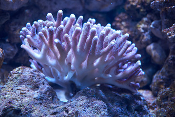 Naklejka na ściany i meble View of the soft coral