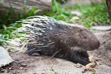 Porcupine