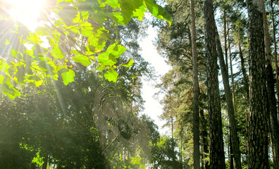 Spiderweb (or cobweb) in sunny summer green forest. Close-up of a insect trap in wildlife nature on shiny sunshine.