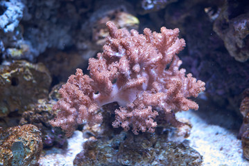  View of the soft coral