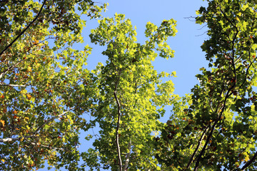Fototapeta premium Plane platanus tree crown green yellow leaves
