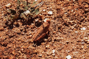 Insectes dans le désert Australie