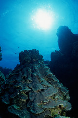 Fototapeta na wymiar Coral reef underwater at Cozumel in Mexico