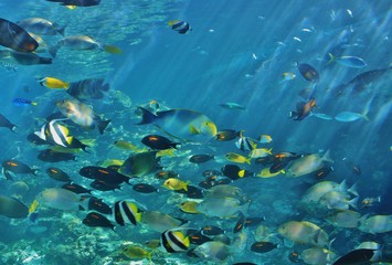 Fototapeta na wymiar faune aquatique australie