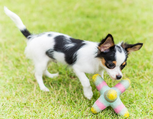 Chihuahua playing with a toy