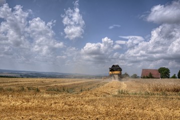 Fototapeta premium Getreideernte mit dem Mähdrescher im Sommer