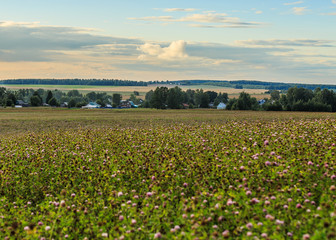 Fototapeta premium A field planted with clover, a blur in the foreground