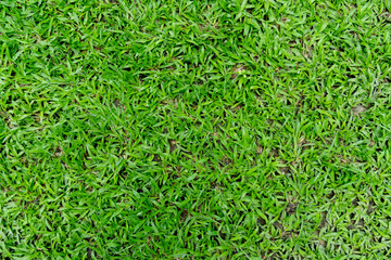 Background and texture of Fresh green turf.