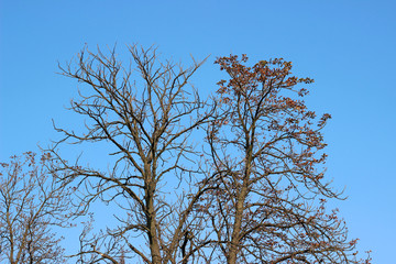 Chestnut castanea tree crown yellow gold autumn fall leaves