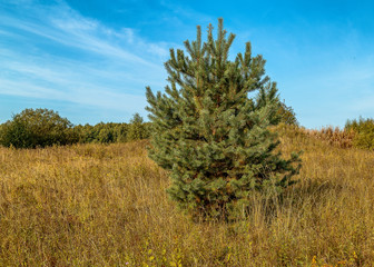 Fototapeta premium Young pine tree standing alone in a field