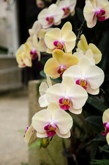 Fototapeta na wymiar Cream Orchid garden