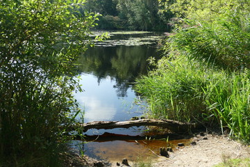 Fototapeta na wymiar Moor Teich in Cuxhaven Sahlenburg mitten im Wernerwald